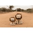 Little Dutch - Knuffel Leeuw - Safari Friends