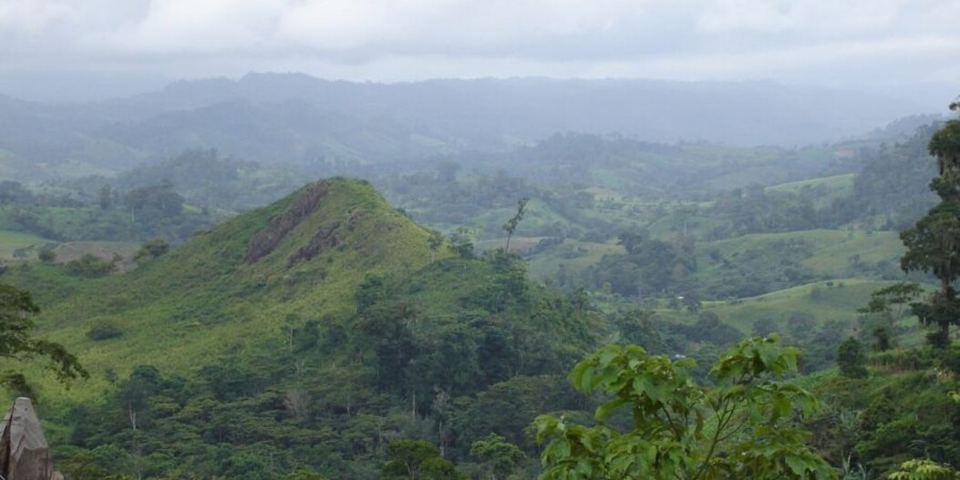 Wat betekent Strictly High Grown (SHG) koffie?