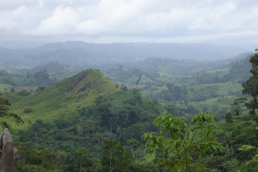 Wat betekent Strictly High Grown (SHG) koffie?