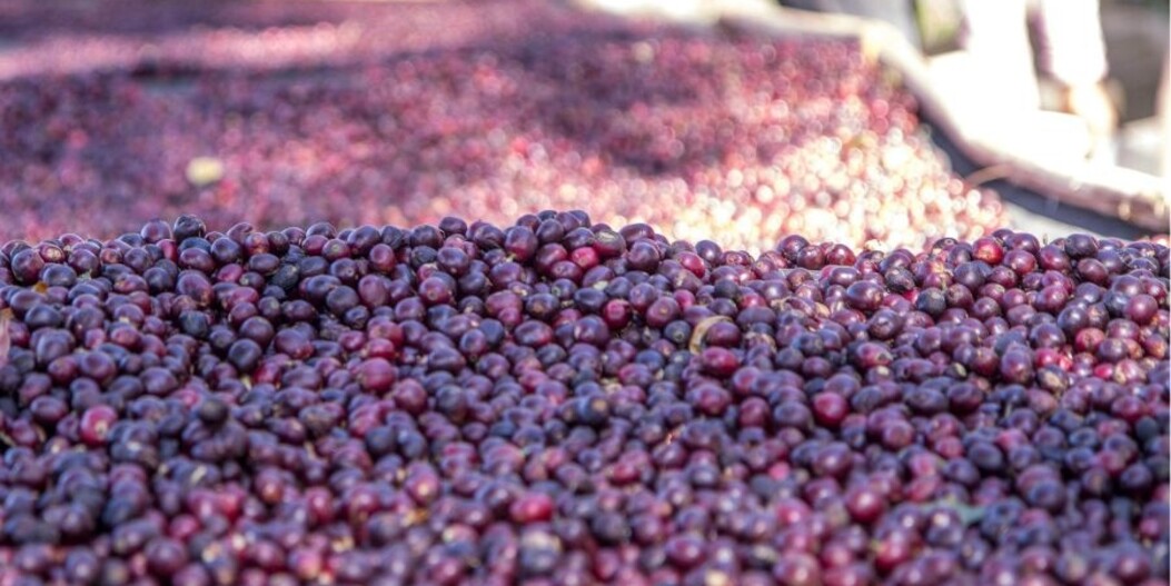 Wat betekent Single Origin koffie? | Uitleg & verschil met blends