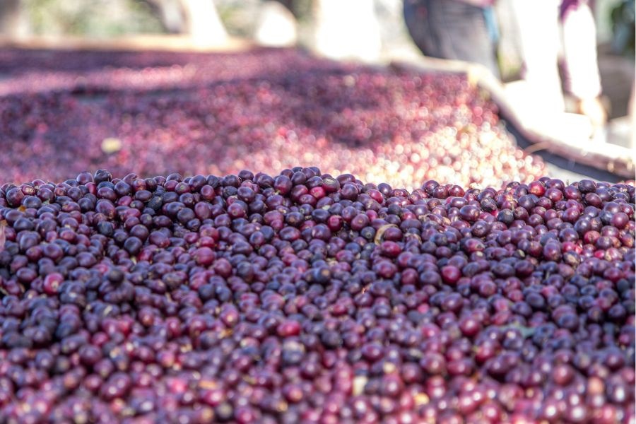 Wat betekent Single Origin koffie? | Uitleg & verschil met blends