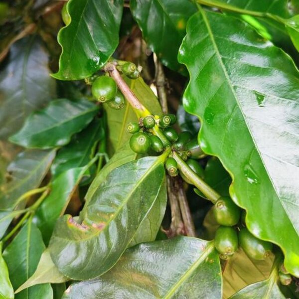 Nicaragua Espressobonen 1000g – 100% Arabica, Zacht & Romig