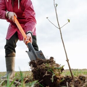Geef nu €0,35 bij je bestelling voor nieuwe bomen die CO₂ opnemen