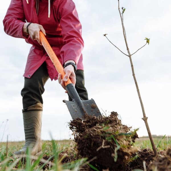 Bijdrage aan bomen planten