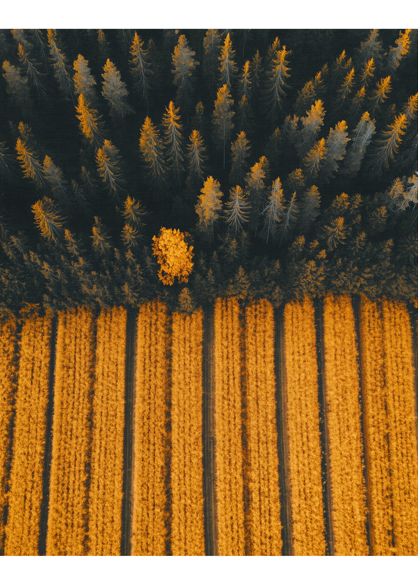 Luchtfoto graanveld poster | Unieke Landschapsfotografie voor jouw interieur - Copy
