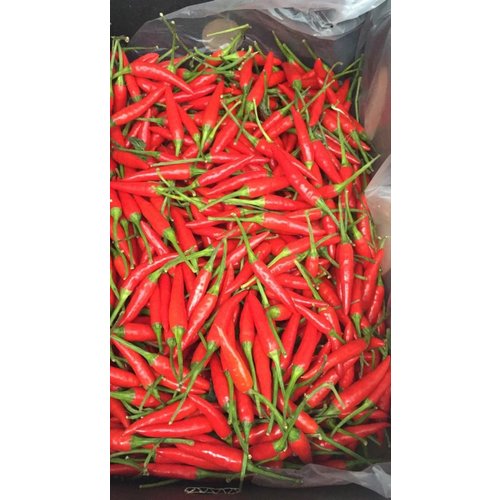 Rawit chilli - red