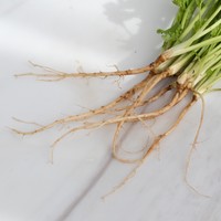 Coriander Roots