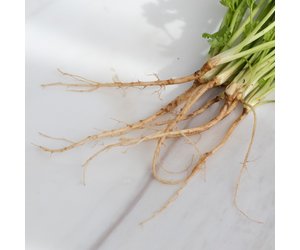 Coriander Roots Thai 2x500 Gram 1kg Asianfoodfactory