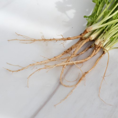 Coriander Roots