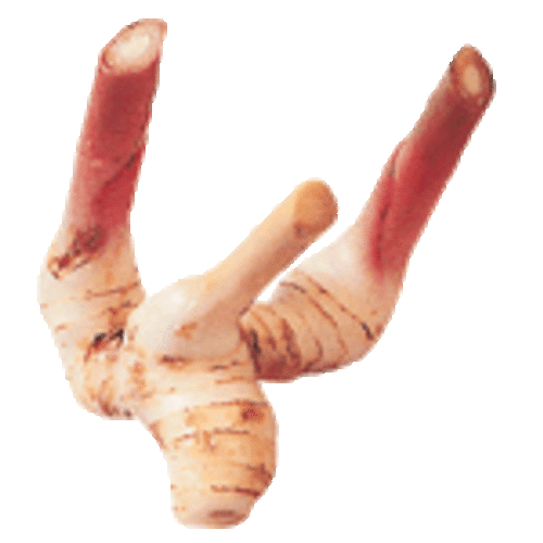 Laos / Galangal