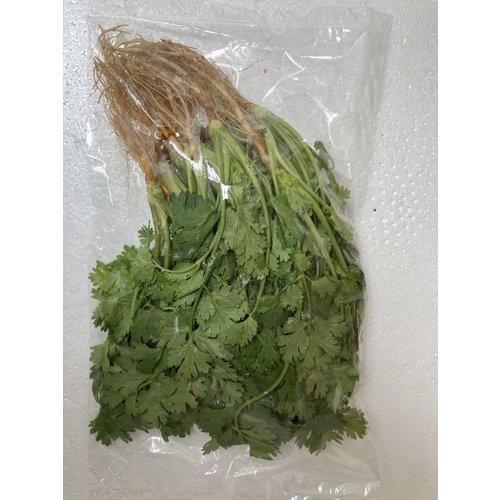 Coriander