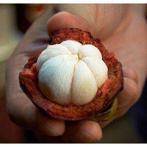 mangosteen