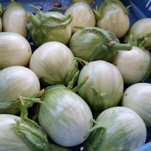 Thai eggplant - Solanum melongena - มะเขือ