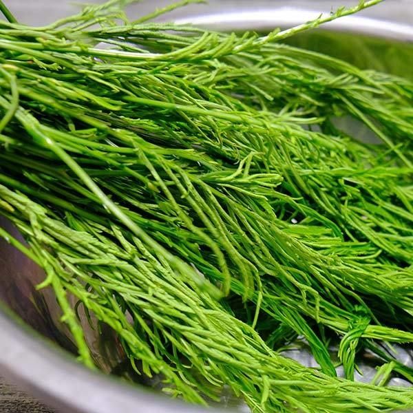 acacia leaf/ cha-om leaf -