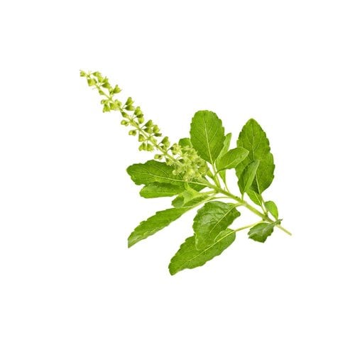 Krapao Leaf / holy basil