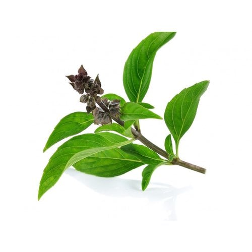 Horapa - sweet basil