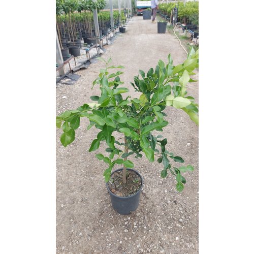 kaffir lemon plant