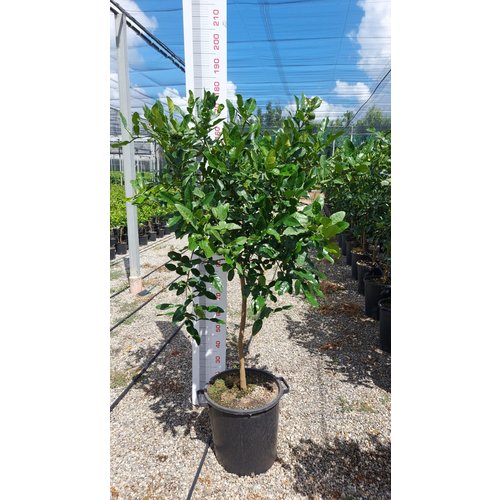 kaffir lemon plant