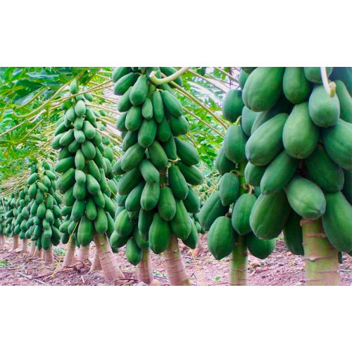 Papaya green - box 12kg.