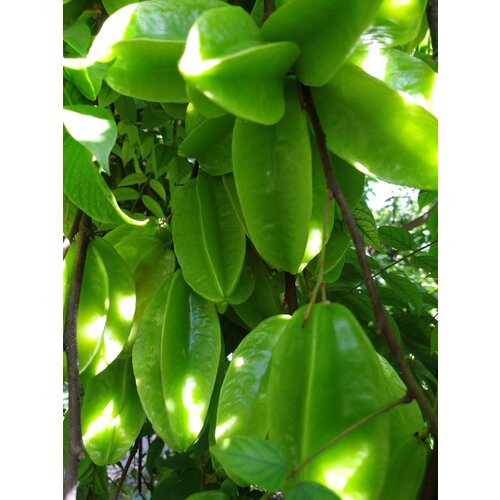 Carambola - sterfruit