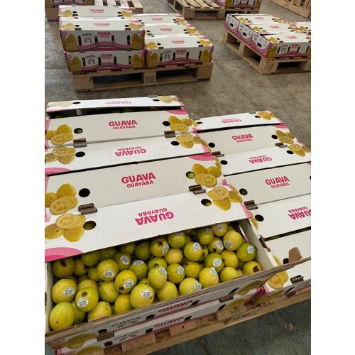Guava