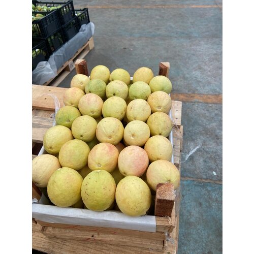 Guava