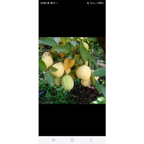 Guava