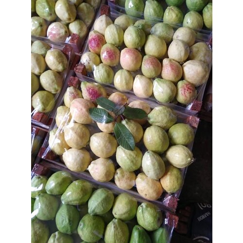 Guava