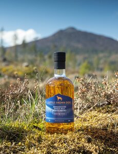  Little Brown Dog 12Y Aberdeenshire 46%