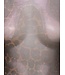 JDY JDYELSA New Life O-Neck Top Coffee Bean LEO – Dames mesh top met luipaardprint