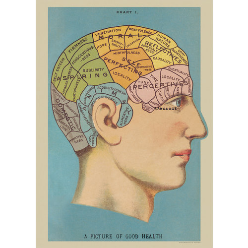 Poster «Human Brain»