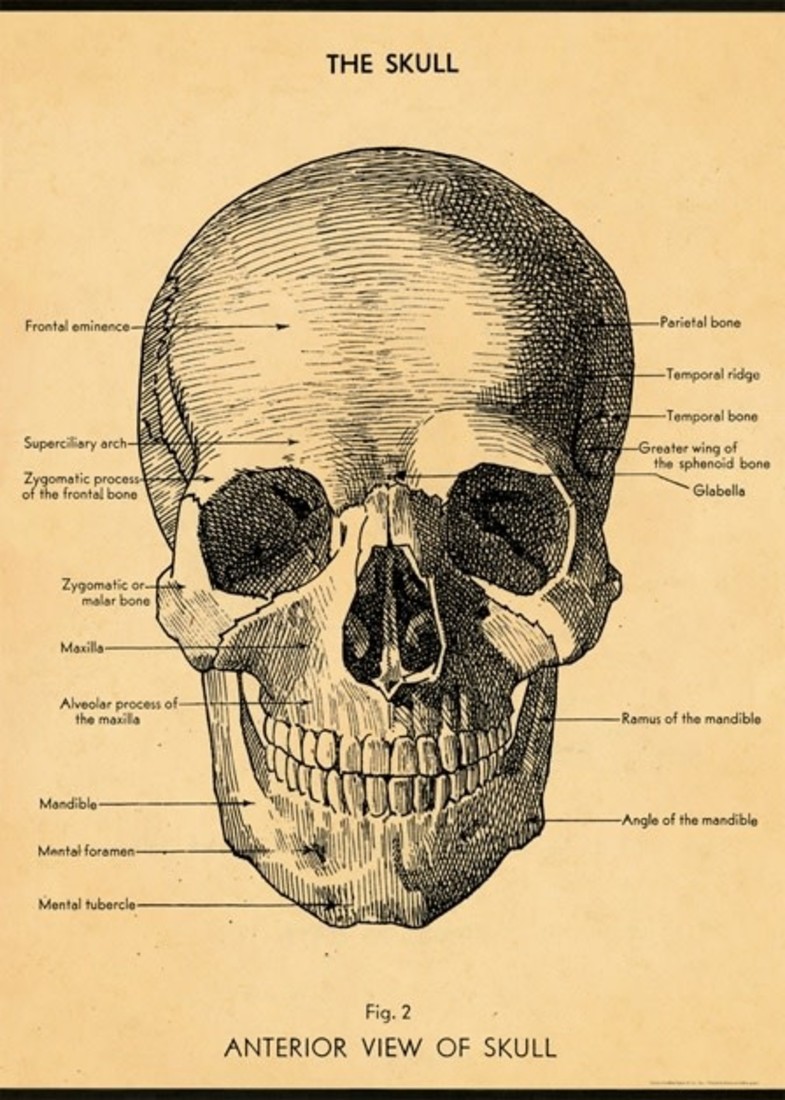 Poster «Human Skull»