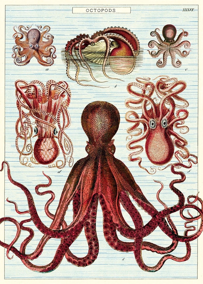 Poster «Octopus»