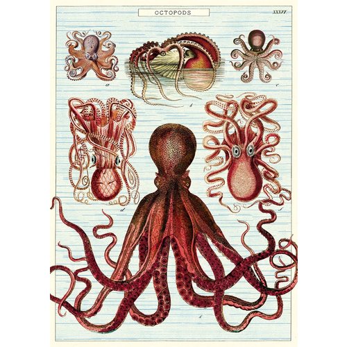 Cavallini Paper Poster «Octopus»