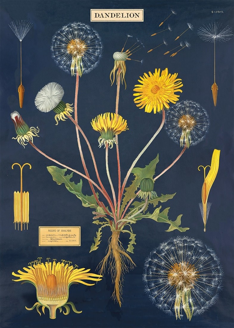 Cavallini Paper Poster «Dandelion»