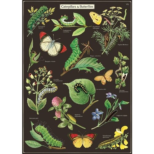 Poster «Caterpillars & Butterflies»