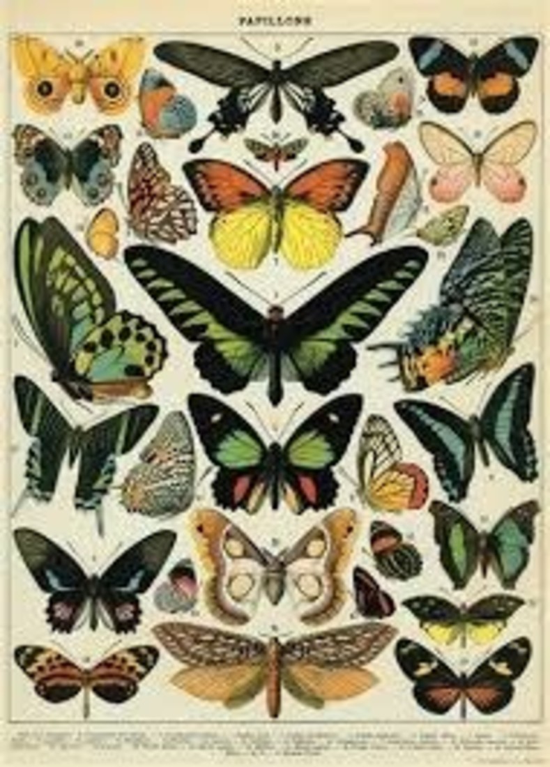 Poster «Butterflies»