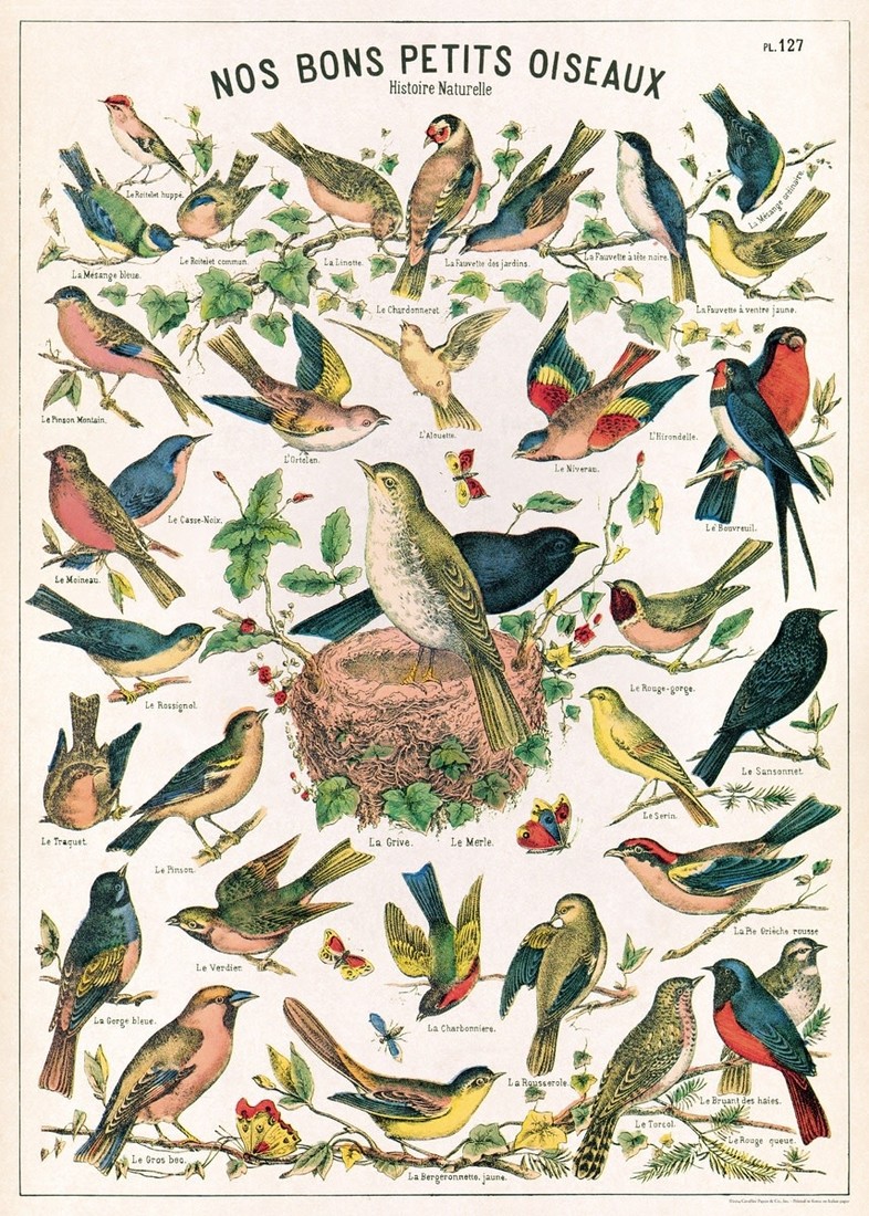 Cavallini Paper Poster «Birds»