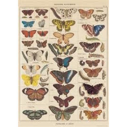 Poster «Butterflies»