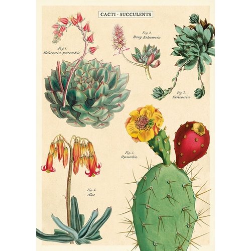 Poster «Cactus & Succulents»