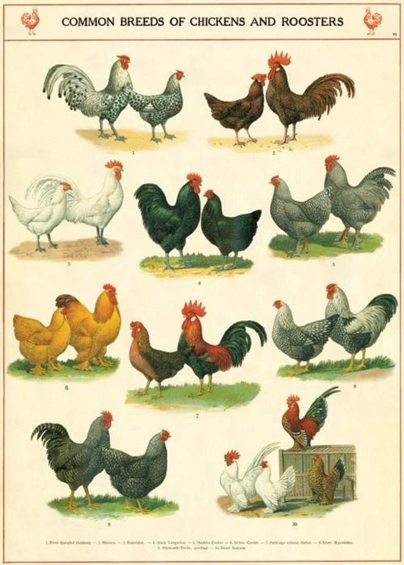 Poster «Chickens&Roosters»