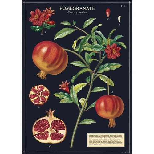 Cavallini Paper Poster «Pomegranate»