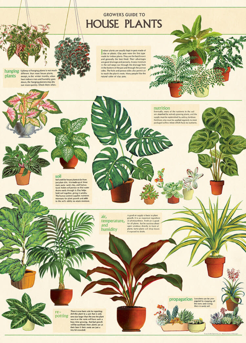 Poster «House Plants»