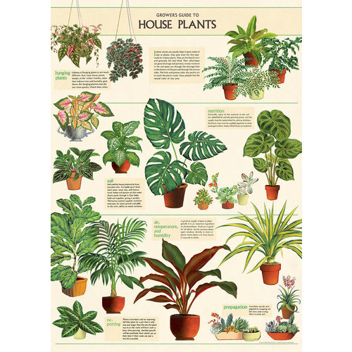 Poster «House Plants»