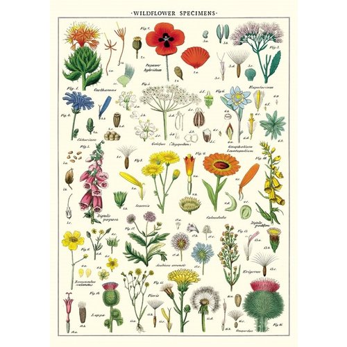 Cavallini Paper Poster «Wildflowers»
