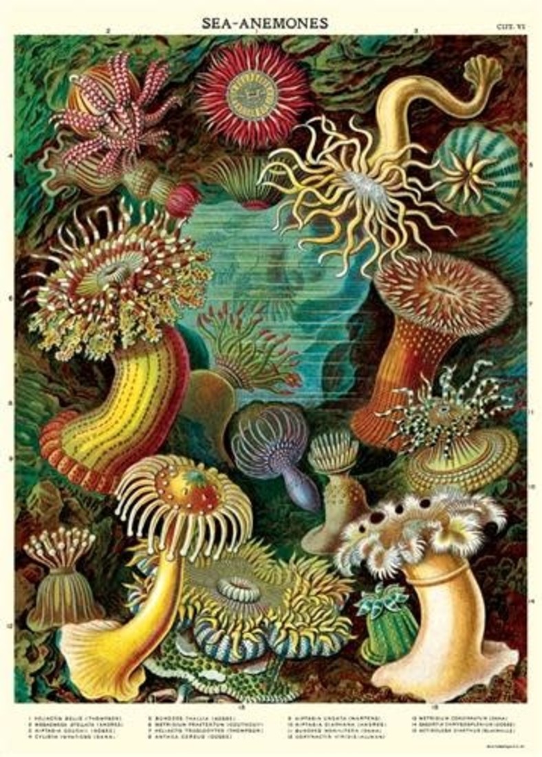 Poster «Sea Anemones»