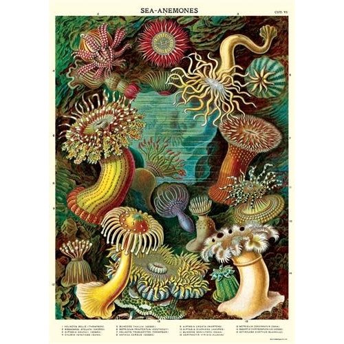 Poster «Sea Anemones»