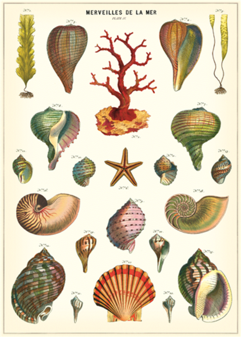 Cavallini Paper Poster «Coquillages»