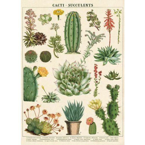 Cavallini Paper Poster Kaktus & Sukkulente