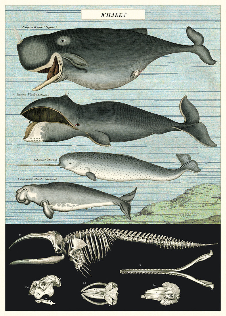 Poster «Whales»